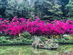 -深圳仙湖植物园