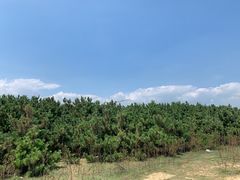 -日照海滨国家森林公园