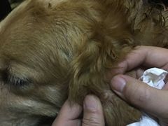 -美联众合动物医院·24h京西诊疗中心