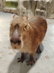 -Zoolung Zoolung动物主题公园(海信广场店)