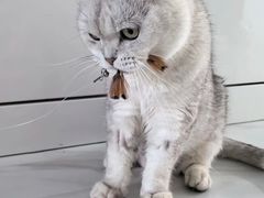 -派美特宠物医院·核磁CT·骨科肿瘤·疑难转诊(沈农禾丰店)