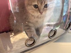-A猫a狗全科·犬猫异宠·芥西宠物医院(南开总院)
