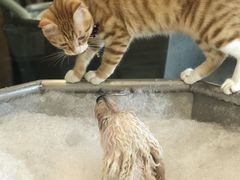 -PETKIT小佩宠物(古北店)