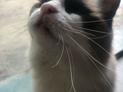 -喵屿·大理花园猫咖