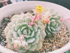 -北马山庄植趣咖啡