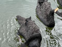 -茵特拉根酒店·西餐厅