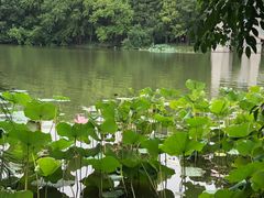 -东湖落雁景区