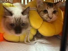 -瑞派旺宝宠物医院·犬猫全科综合·尿道专科(莲兴院)