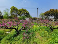 -南汇桃花村