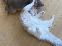 -Let's go狗咖·猫咖·奶狗·桌游(春熙路IFS店)