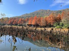 -八卦田遗址公园