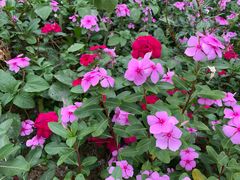 -松山湖梦幻百花洲