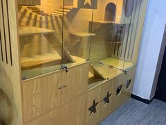 -猫十亿·布偶金渐层·曼基康矮脚猫舍(青年路店)