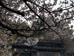-老张烤羊(王哥庄店)