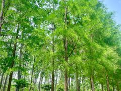 -合肥滨湖国家森林公园