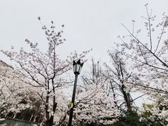 -鸡鸣寺