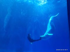 -多彩贵州城极地海洋世界