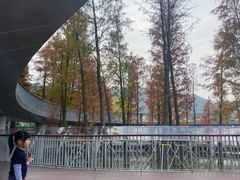 -银湖山郊野公园-相思林