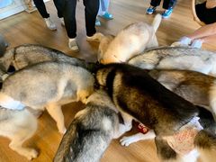 -Husky Go! 哈士奇体验馆·宠物咖啡厅狗咖