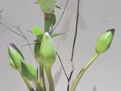 -花锦堂·隐庐