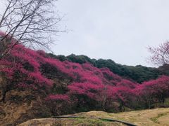 -新建村梅花