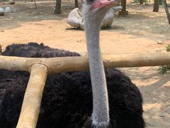 -大连森林动物园