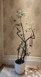 -东方美美容SPA会所