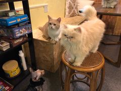 -猫色咖啡·猫咖