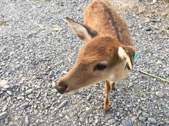 -鹿境梅花鹿生态园区