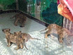 -大连森林动物园