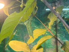 -上海大自然野生昆虫馆
