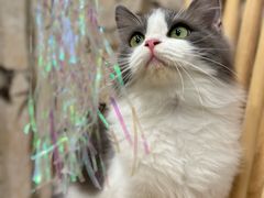 -楼上猫咖(罗湖店)