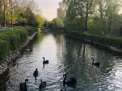 -长白岛森林公园