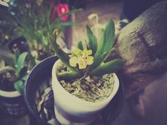 -维乐口腔医院(星海湾分院)