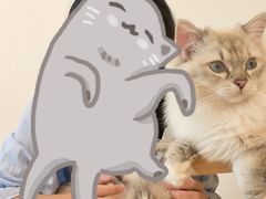 -有喵·猫咖·狗咖·30几只猫10只小狗(岗厦店)