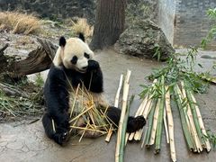 -都江堰中华大熊猫苑