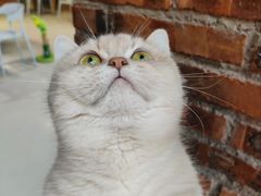 -豆逗聊愈猫阁Easy Life