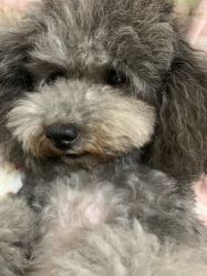 -张小野·专业半永久纹眉