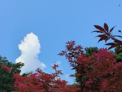 -广州市帽峰山景区