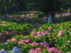 -上海共青森林公园