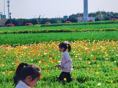 -杭州湾海上花田景区