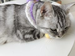 -怪兽屋·羊驼·猫咖·狗咖(俊华广场店)