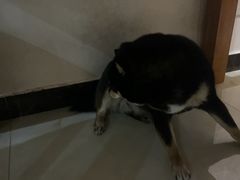 -瑞鹏宠物医院·骨外科·心肾科·肿瘤科(九亭店)