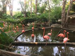 -清迈夜间动物园