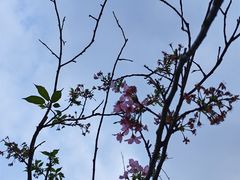 -王借岗森林公园