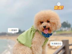 -南澳岛打卡果汁冰公司