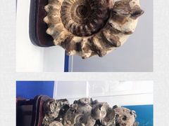 -贝壳王国博物馆