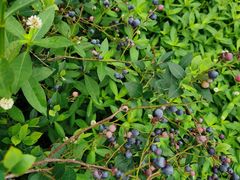 -金谷域澳洲庄园