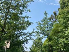 -铁山坪森林公园