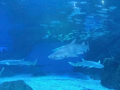 -海合安成都极地海洋公园